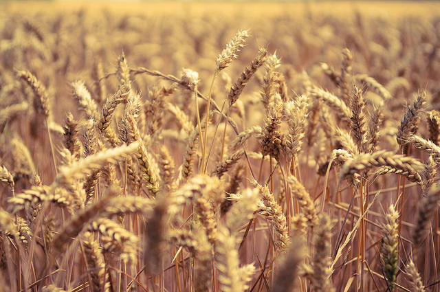 Photo d'un champs de blé avec une niveau du haut des épis