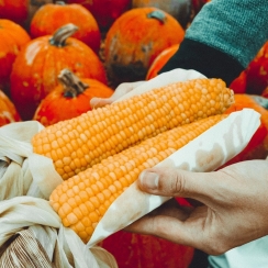 Photo de deux mains présentant de deux brins de maïs avec un fond coloré par les légumes orange