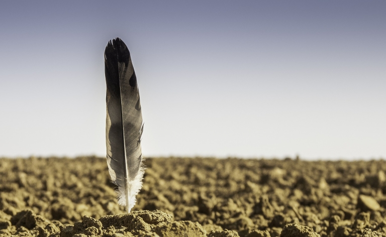 Photographie d'une plume plantée verticalement dans un champs labouré. (vue à ras du sol)