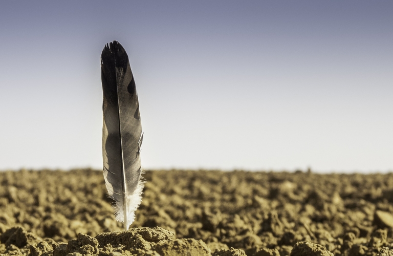 Photographie d'une plume plantée verticalement dans un champs labouré. (vue à ras du sol)